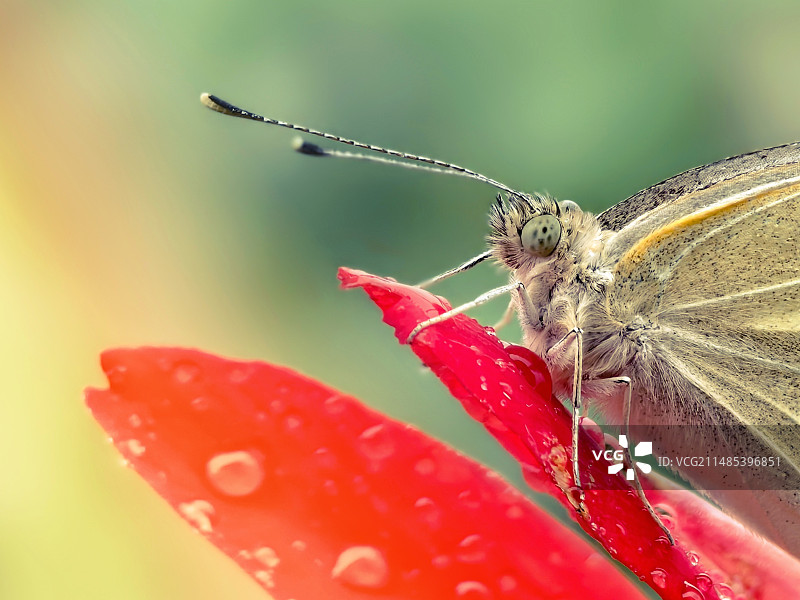 雨后暖阳（菜粉蝶·Pieris rapae）图片素材