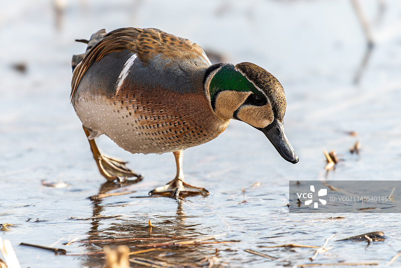 花脸鸭图片素材