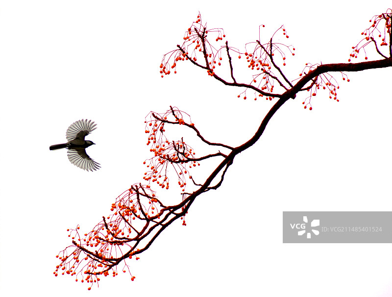 小鸟、树枝、红果子图片素材