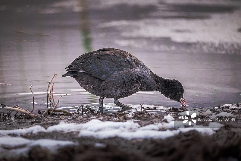 骨顶鸡图片素材