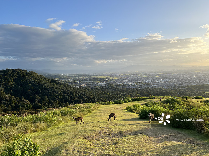 若草山与鹿图片素材