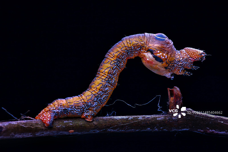 柿星尺蛾幼虫图片素材