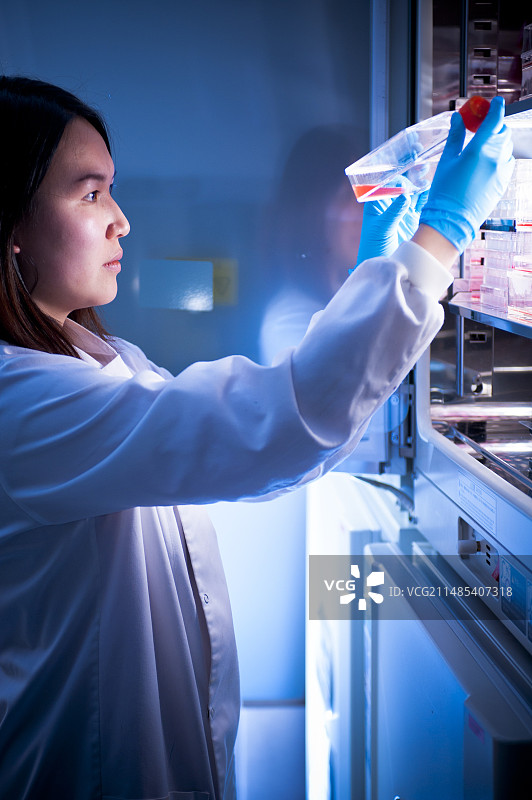 科学家检查细胞培养图片素材