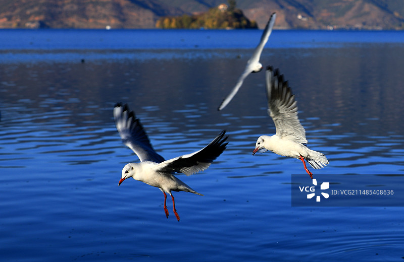 比翼双飞图片素材