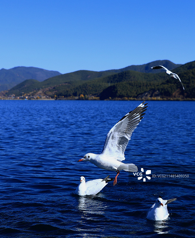候鸟越冬图片素材