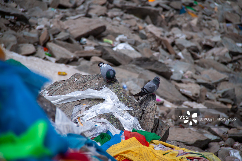 拉姆拉措，山上的鸽子和麻雀图片素材