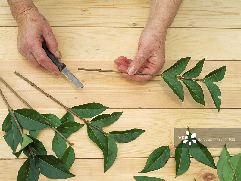 硬木扦插图片素材