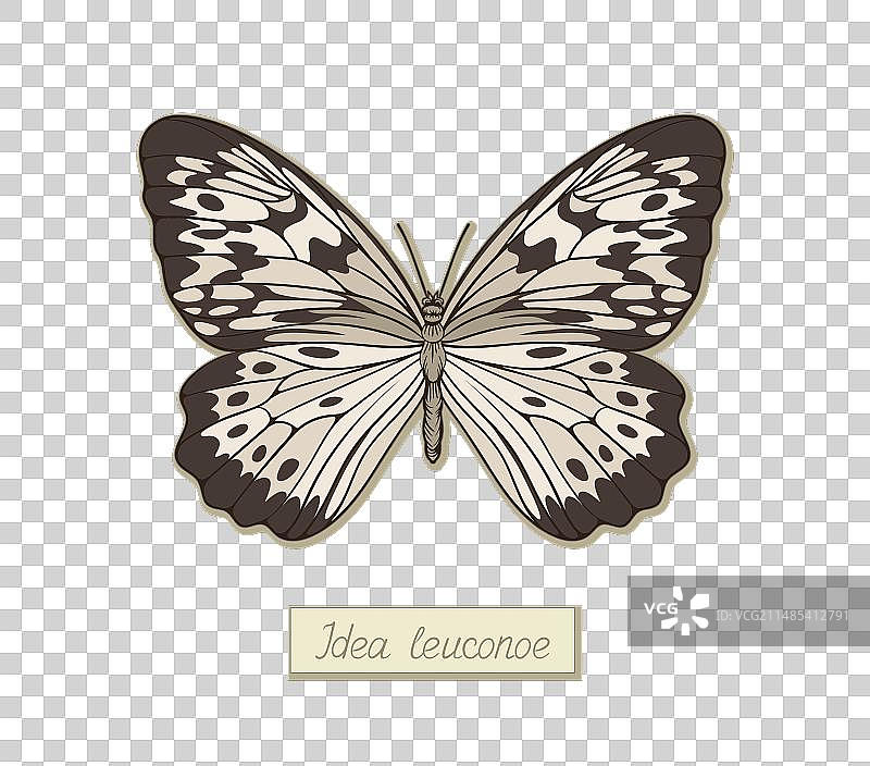 蝴蝶创意概念图片素材