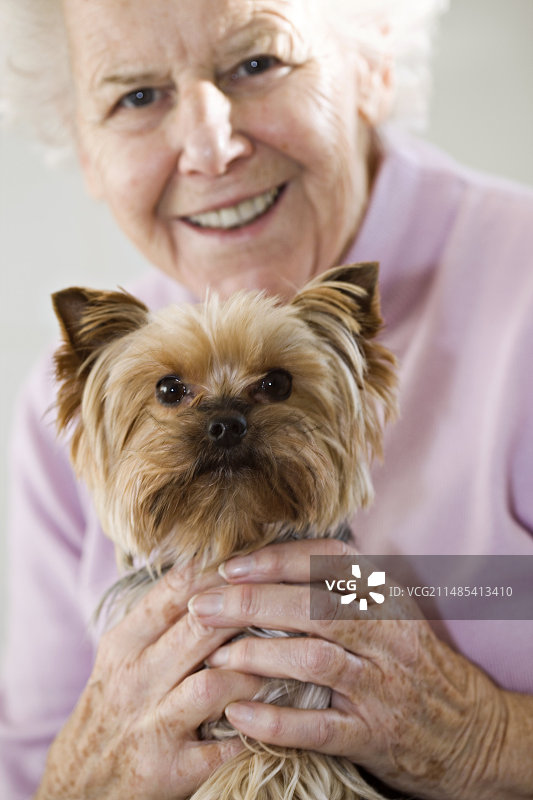 哈巴狗图片素材