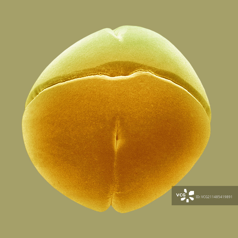 青蛙（Rana pipiens）四细胞胚胎扫描电镜图图片素材