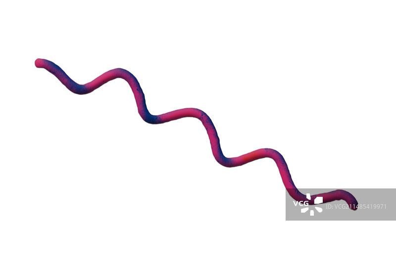 螺旋菌(旋绕螺旋菌)扫描电镜图图片素材