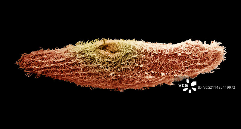 共生草履虫图片素材