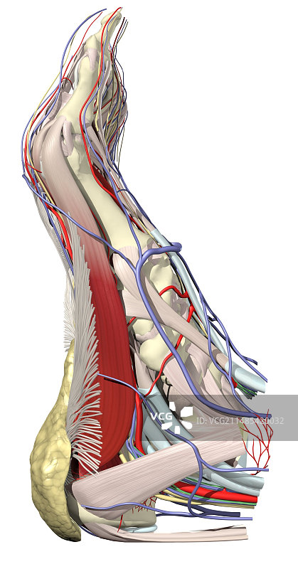 足部肌肉和神经血管系统图片素材