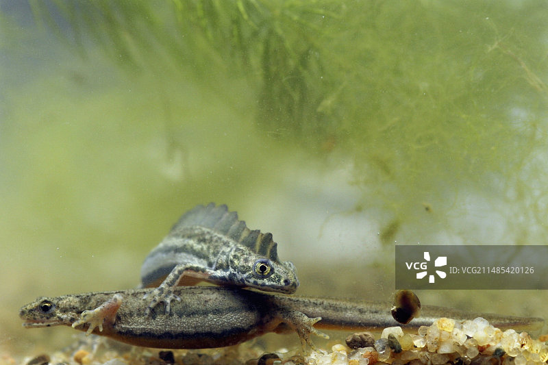 南方带纹蝾螈图片素材