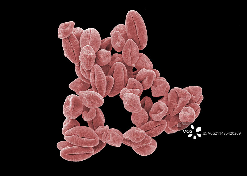 金丝桃花粉图片素材