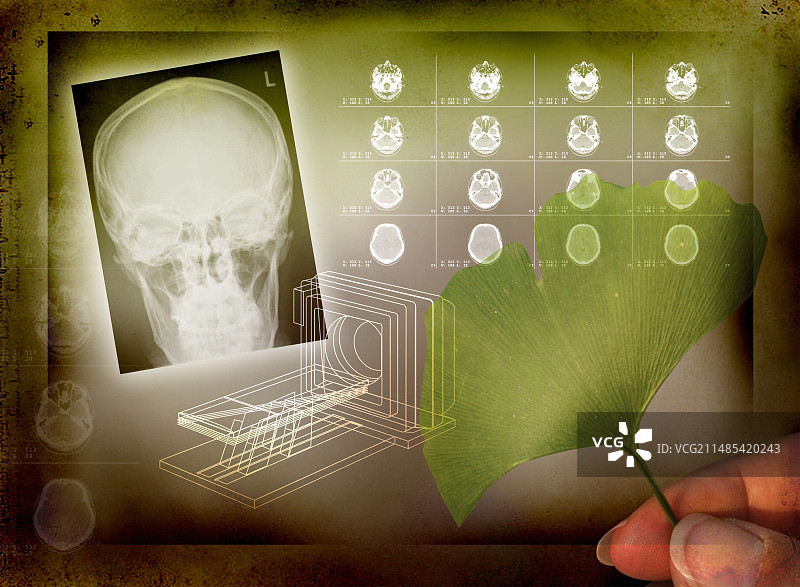 银杏的药用价值图片素材