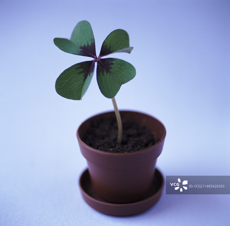 四叶草图片素材