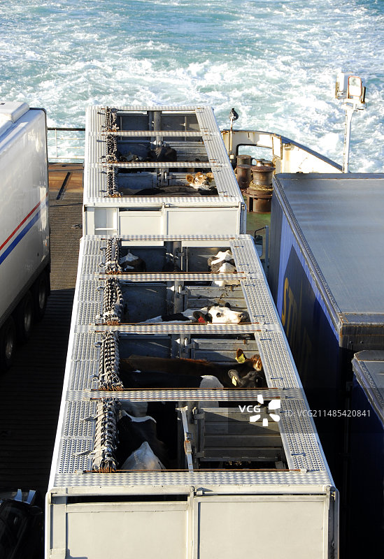 在渡轮上的牛群图片素材