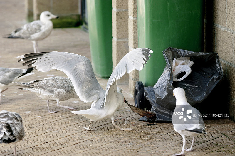 觅食的海鸥图片素材
