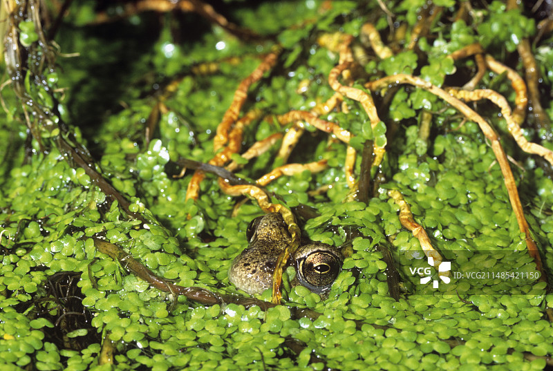 普通青蛙图片素材