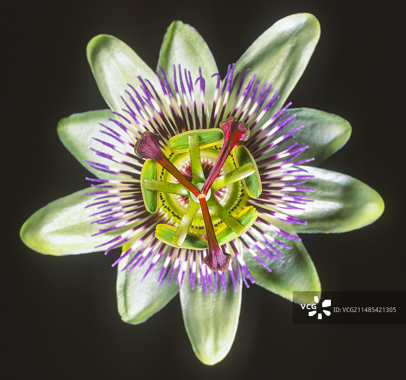 西番莲图片素材