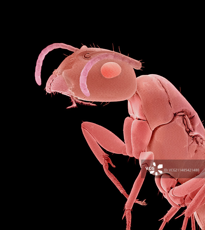 蚂蚁，搜索引擎营销图片素材