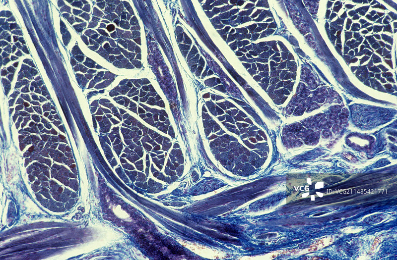 平滑肌显微照片图片素材