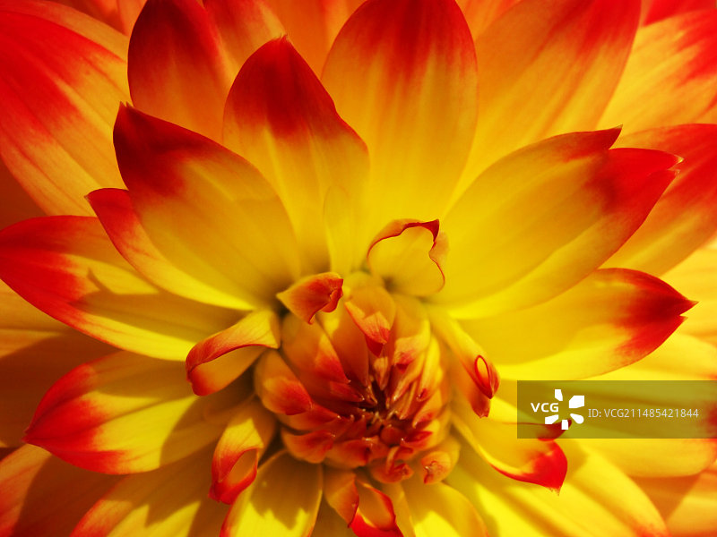 大丽花 ‘北极星’图片素材