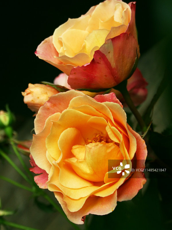 玫瑰花（德拉·贝尔福品种）图片素材