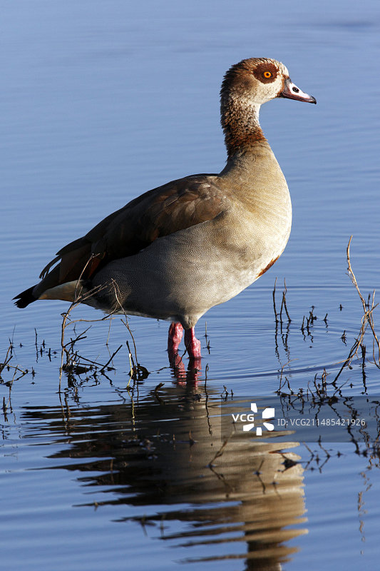 埃及的鹅图片素材