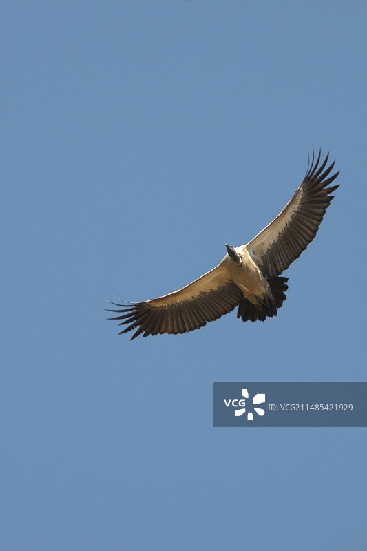 飞行中的兀鹫图片素材