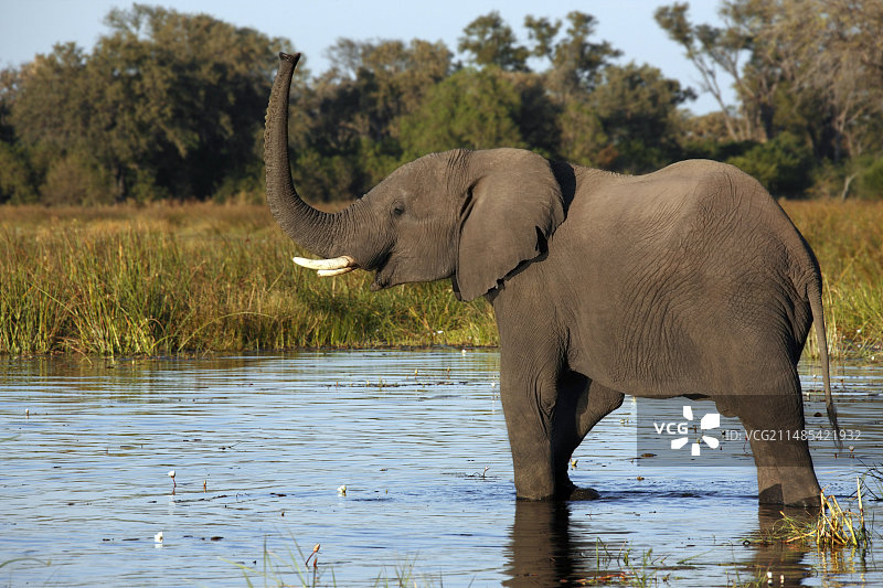 非洲象图片素材