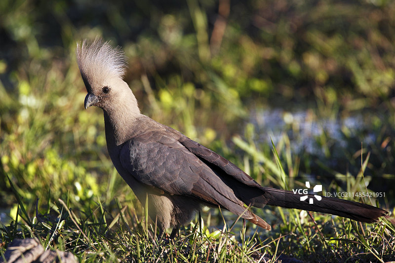 灰色蕉鹃图片素材