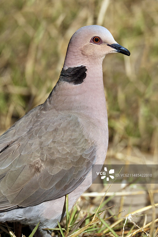 棕榈鸠图片素材