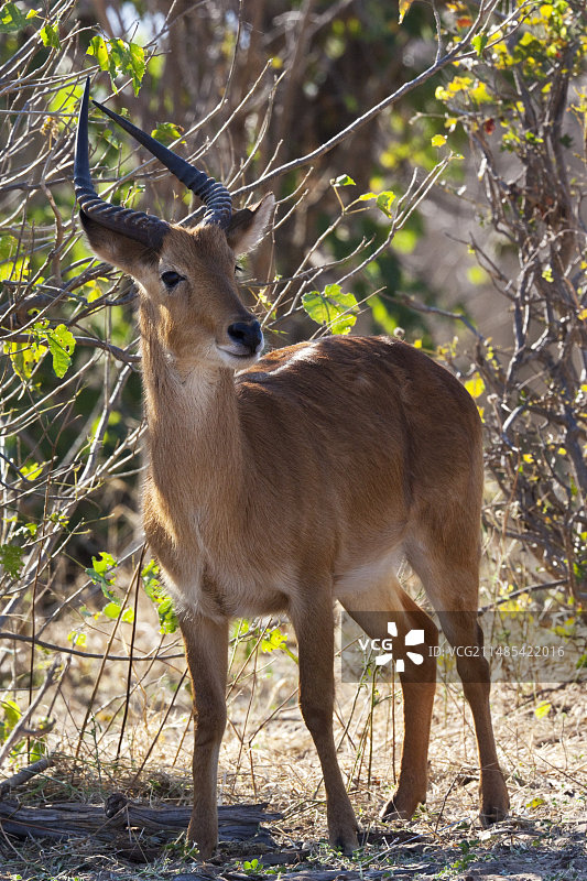 雄性苇羚图片素材