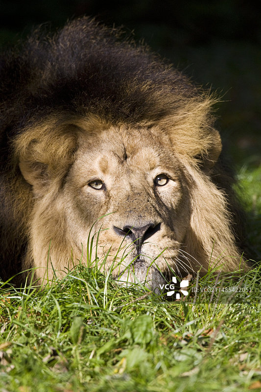 注视猎物的狮子图片素材