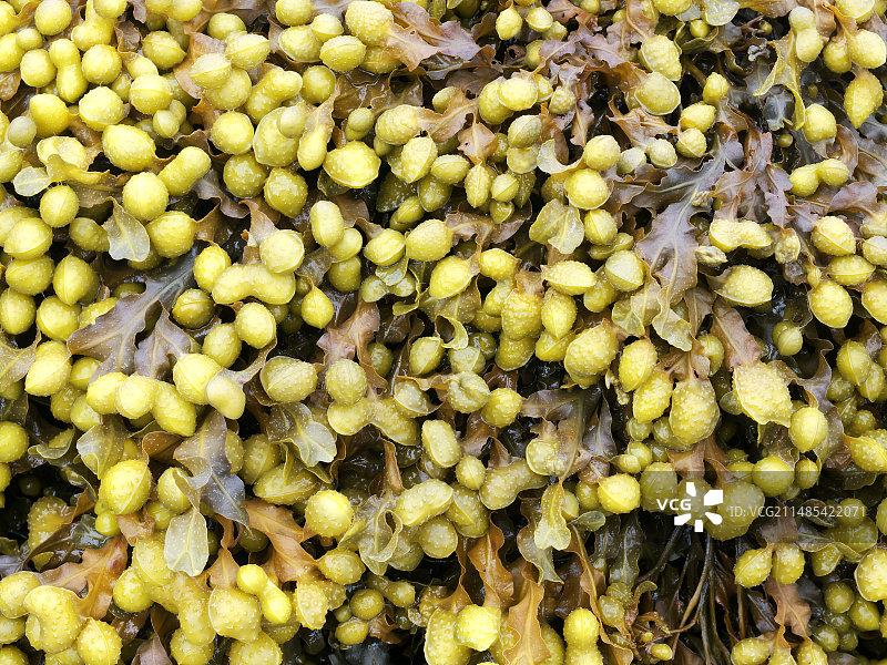 墨角藻（Fucus vesiculosus）图片素材