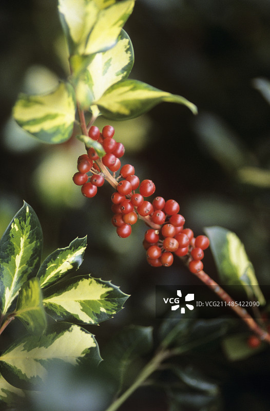 冬青树图片素材