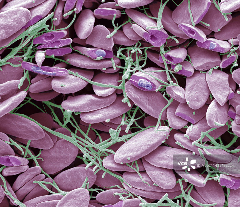 爬行动物红细胞扫描电镜图图片素材