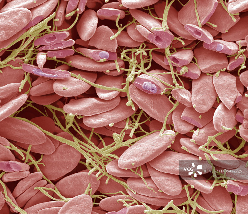 爬行动物红细胞扫描电镜图图片素材