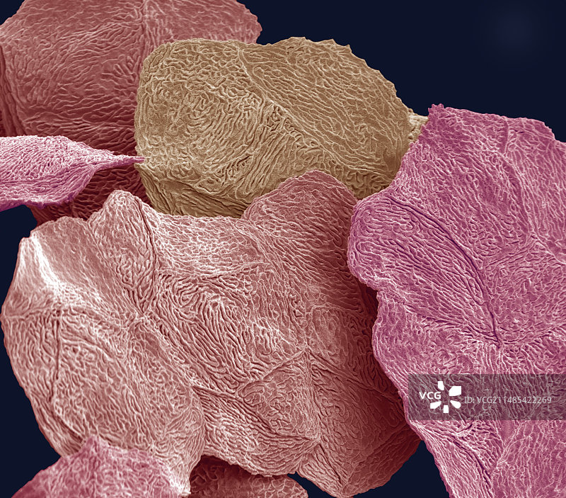 鸟类鳞状皮肤细胞扫描电镜图图片素材