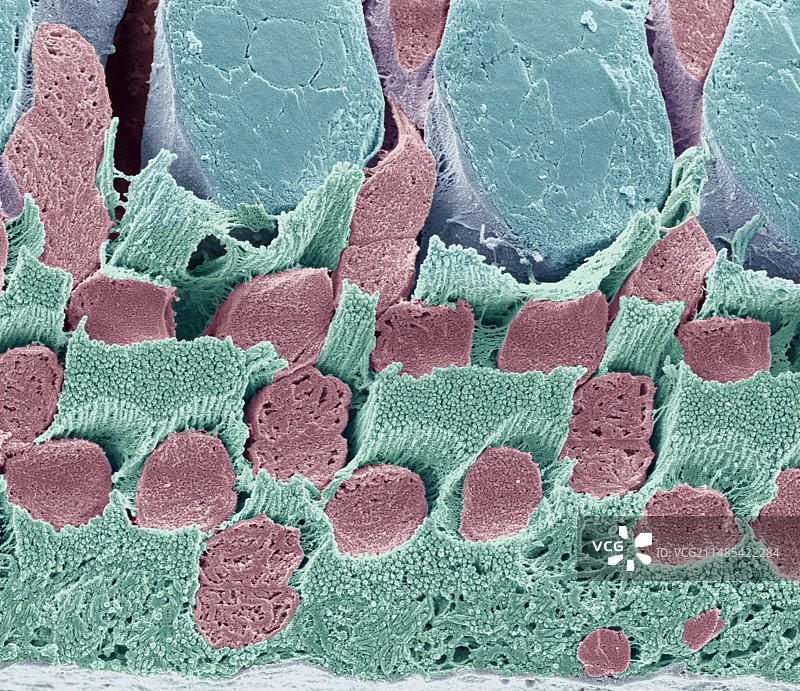 壁虎视网膜SEM图片素材