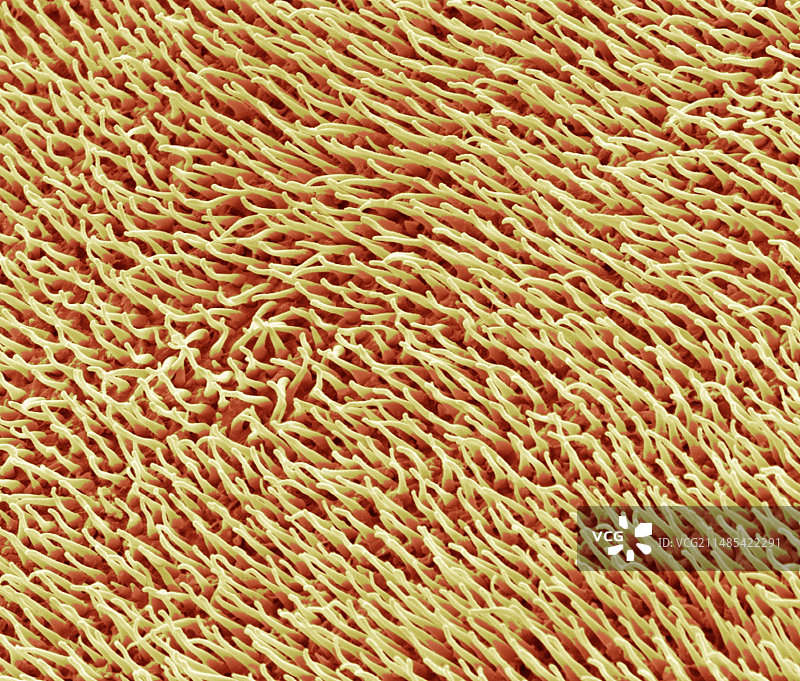 壁虎鳞片毛发扫描电镜图图片素材