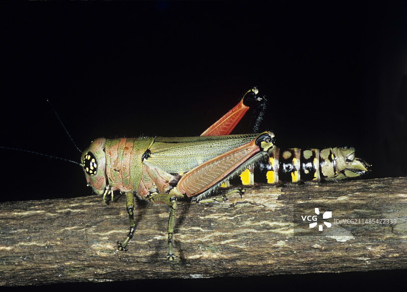 警戒色蚱蜢图片素材