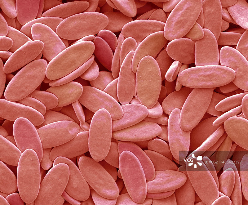 鸟类红细胞扫描电镜图图片素材