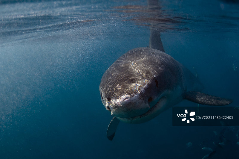 大白鲨图片素材