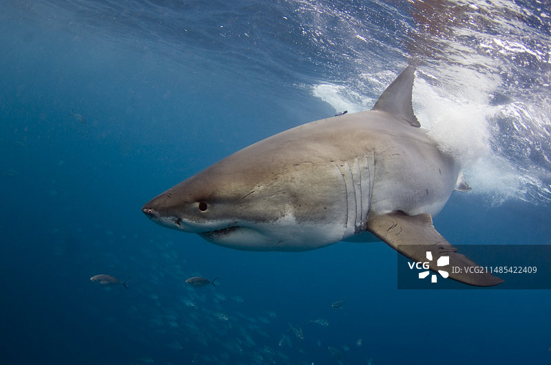 大白鲨图片素材