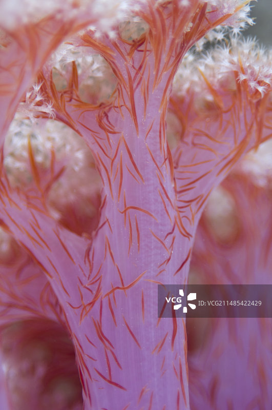 树珊瑚图片素材