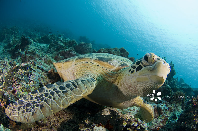 绿海龟图片素材