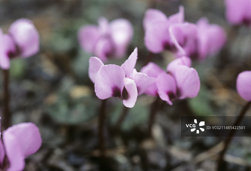 仙客来图片素材